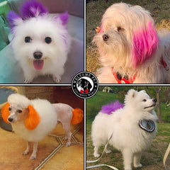 application sur le chien, teinture rose vif pour pelage