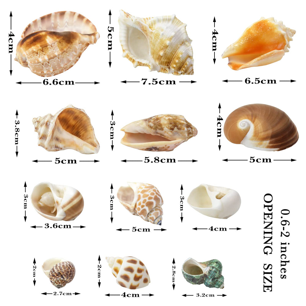 Conchas WEOXPR en tallas 1 a 3 pulgadas para crecimiento natural