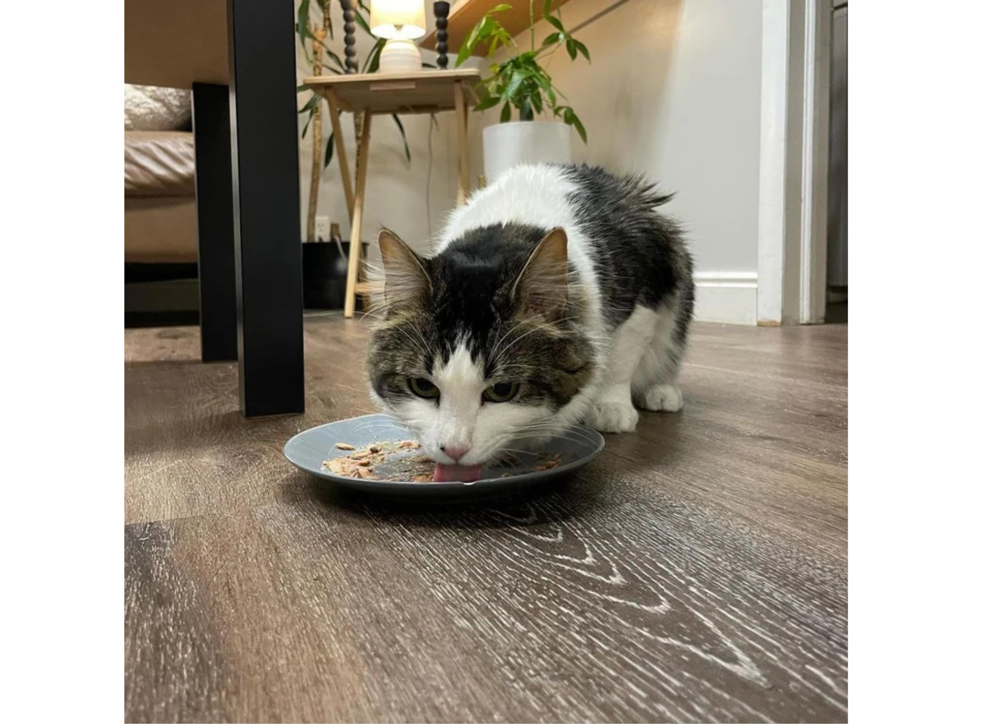 Weruva Classic Cat: 11 sabores para texturas y experiencias de comida variadas.