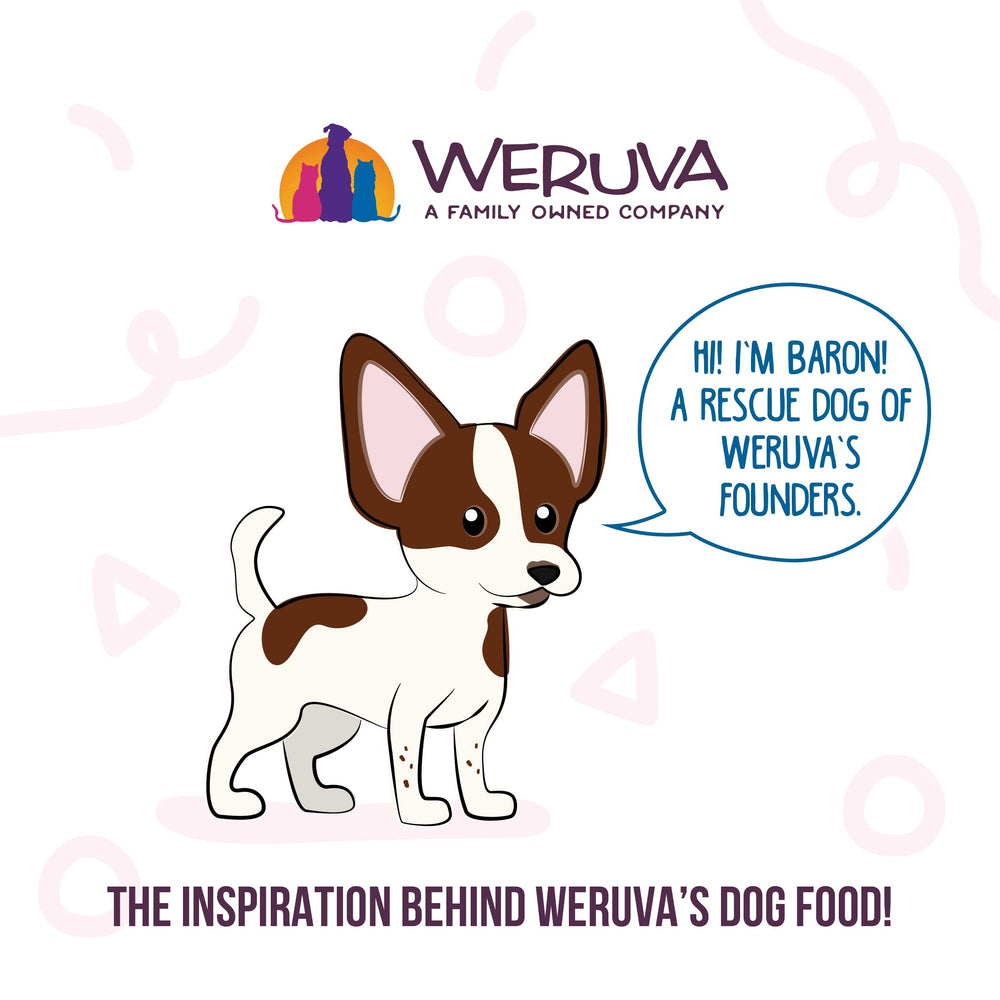 Weruva Meals 'n More, perro comiendo, demostrando la experiencia de comida diaria.