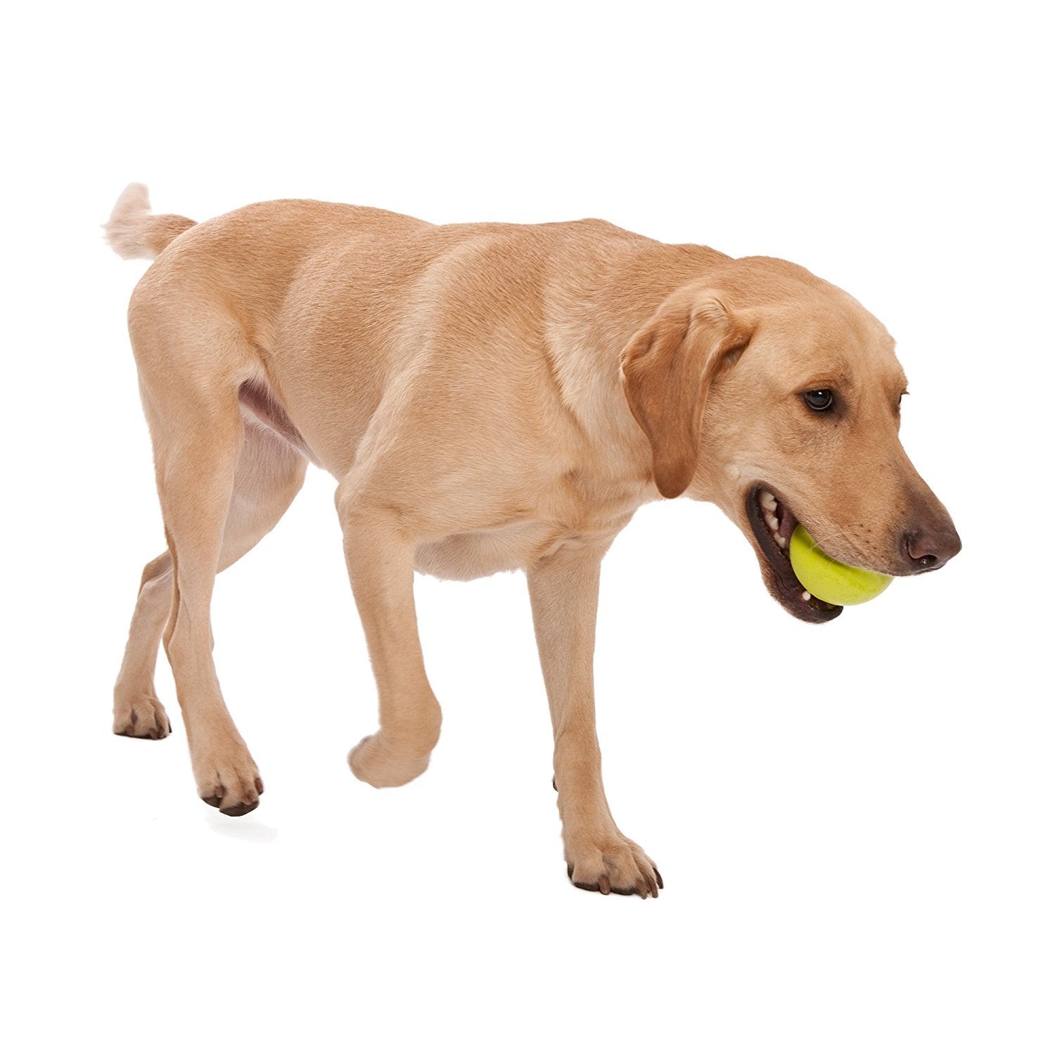 WEST PAW Zogoflex Jive Ball: pelota flotante ideal para playa o piscina.