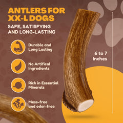 WhiteTail Naturals astas ciervo naturales caídas, fuente de nutrición y masticación ética
