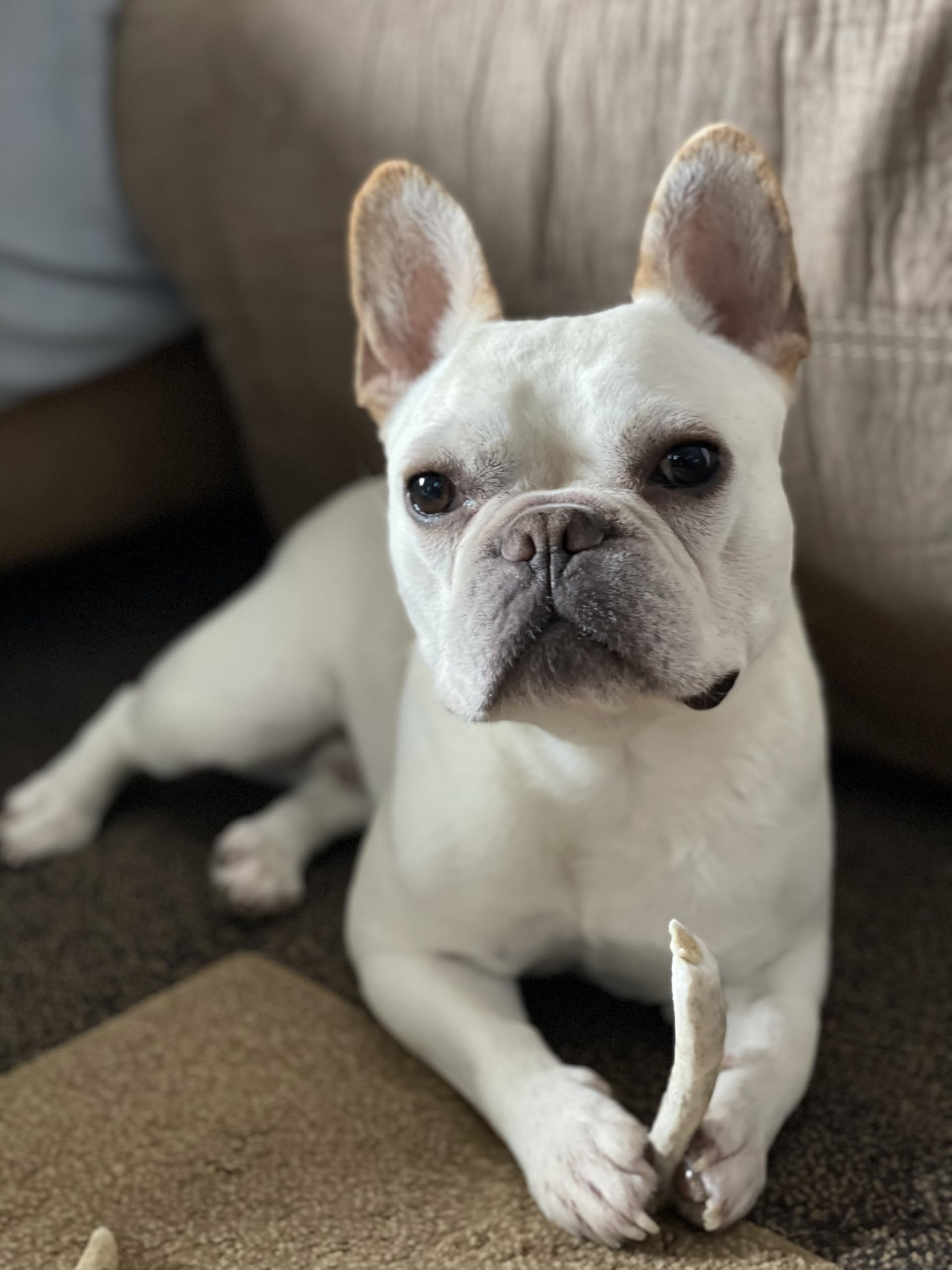 WhiteTail Naturals cuernos para perro sin olores ni suciedad.