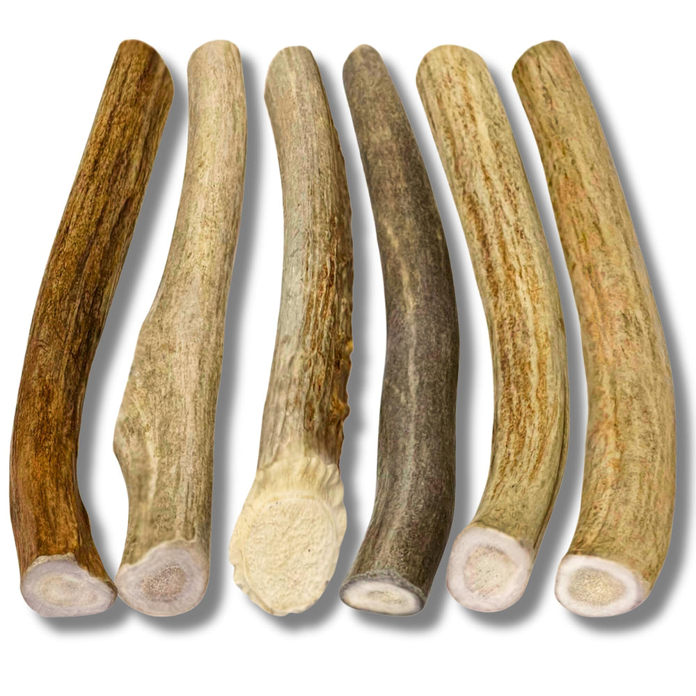 WhiteTail Naturals cuernos para perro, tamaño pequeño, masticación segura.