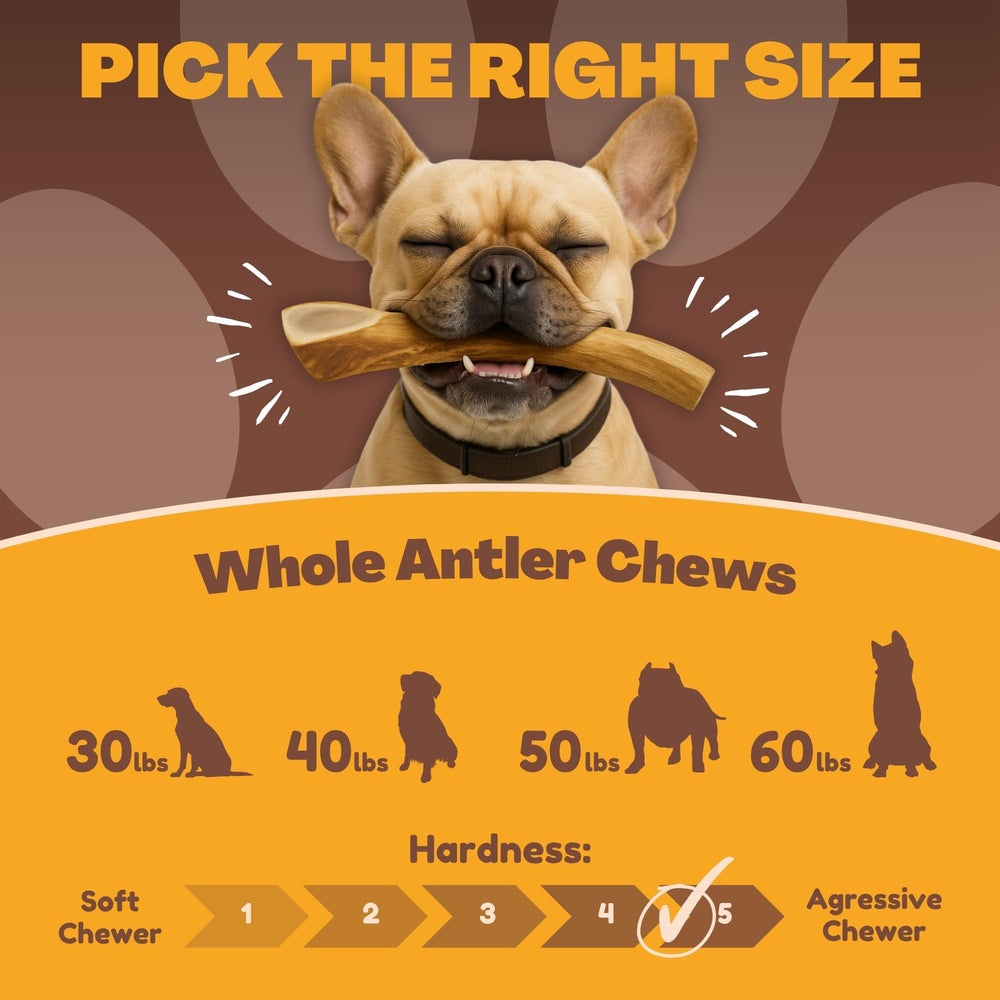Origen en Texas de las astas WhiteTail Naturals para perros