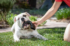 Wild Eats hueso de búfalo de agua mediano, ideal para perros de talla mediana.