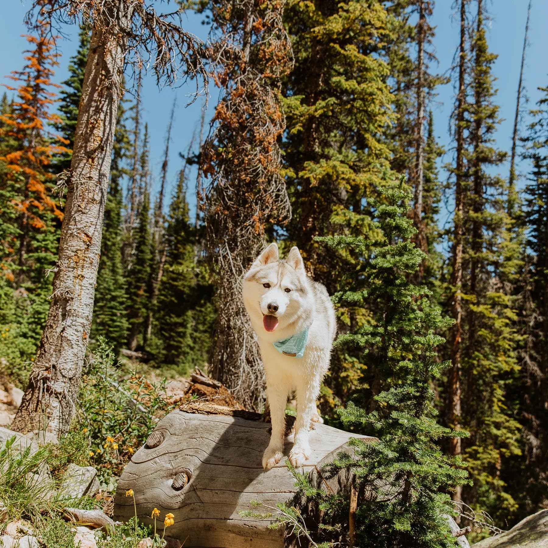 Wilderdog bandana, apta para lavados fáciles en casa.