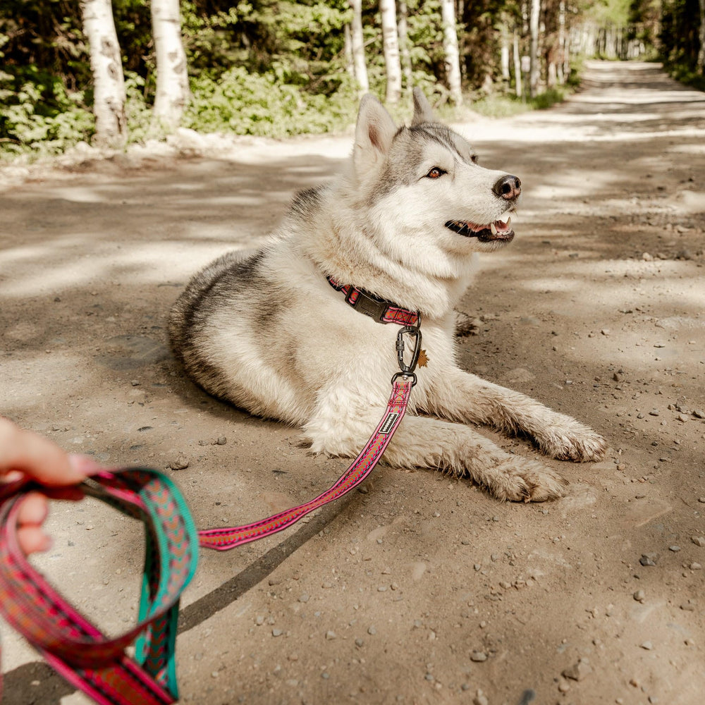 Correa Wilderdog Ultralight color Amanecer para paseos visibles.