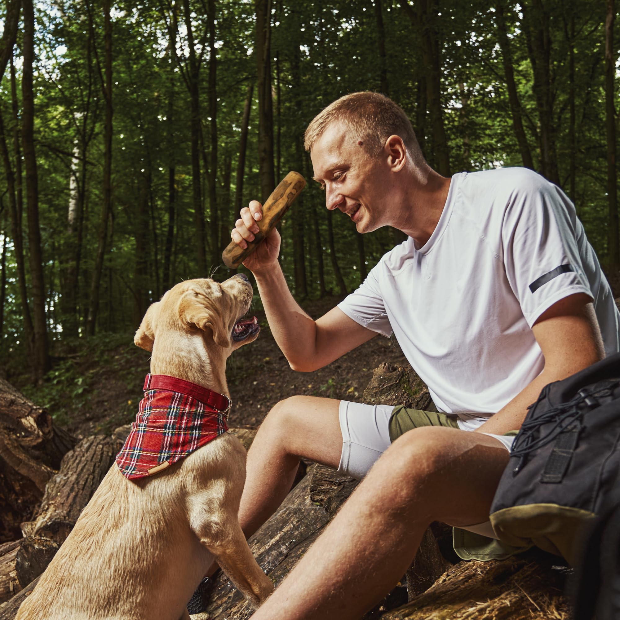 Wildfang baton design naturel bois Olivier chien grand, offre une alternative saine.