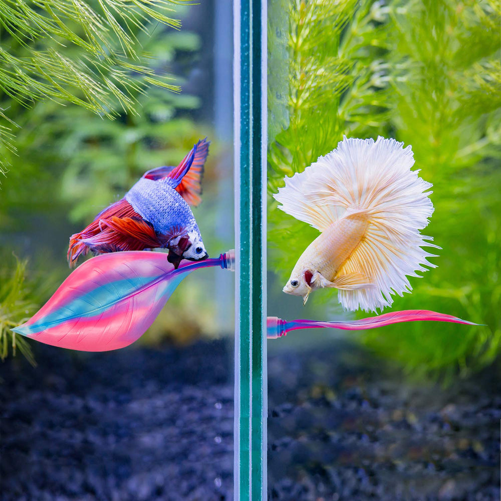 Willbond acuario betta complemento hoja rosa, añade seguridad y estética.
