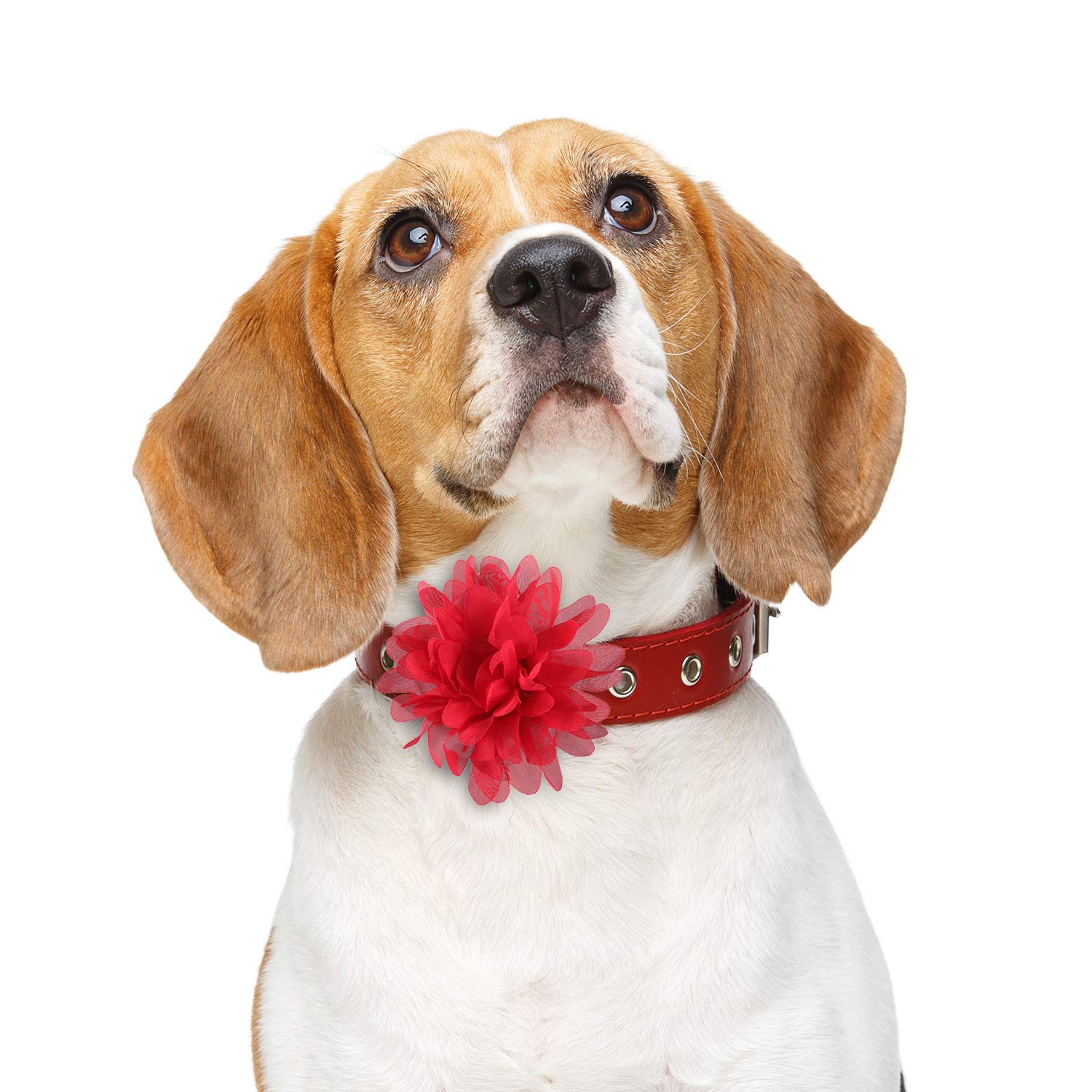 WILLBOND collar lazo flor morado luce moderno y encantador para mascotas.