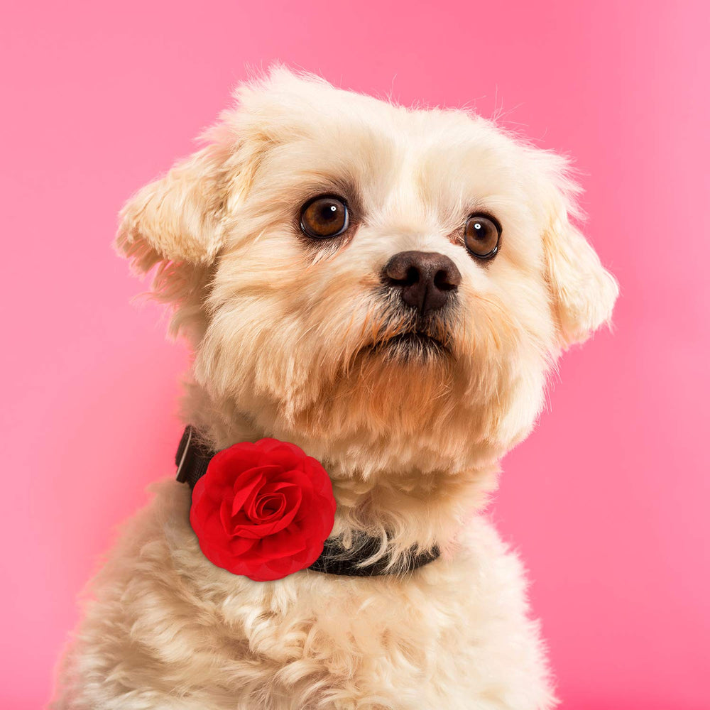Willbond collar de flores para mascotas, 8 cm, colores vivos para atuendos.