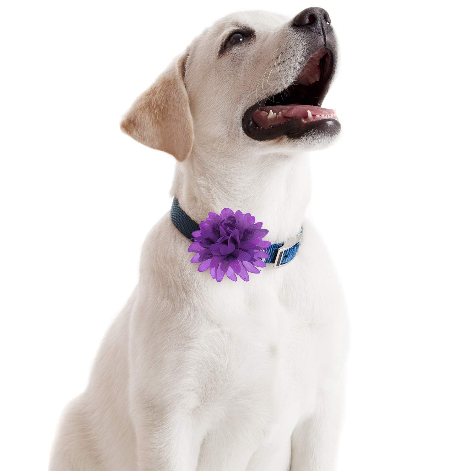 Willbond lazo flor collar concurso 4pulgadas, facilita un look distintivo.