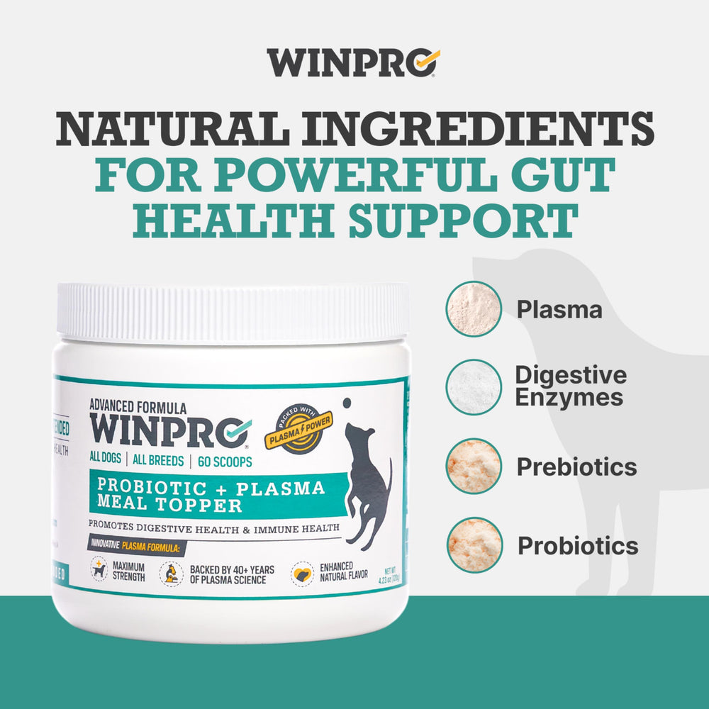 WINPRO plasma ayuda a perros mayores a mantener hábitos alimentarios consistentes.