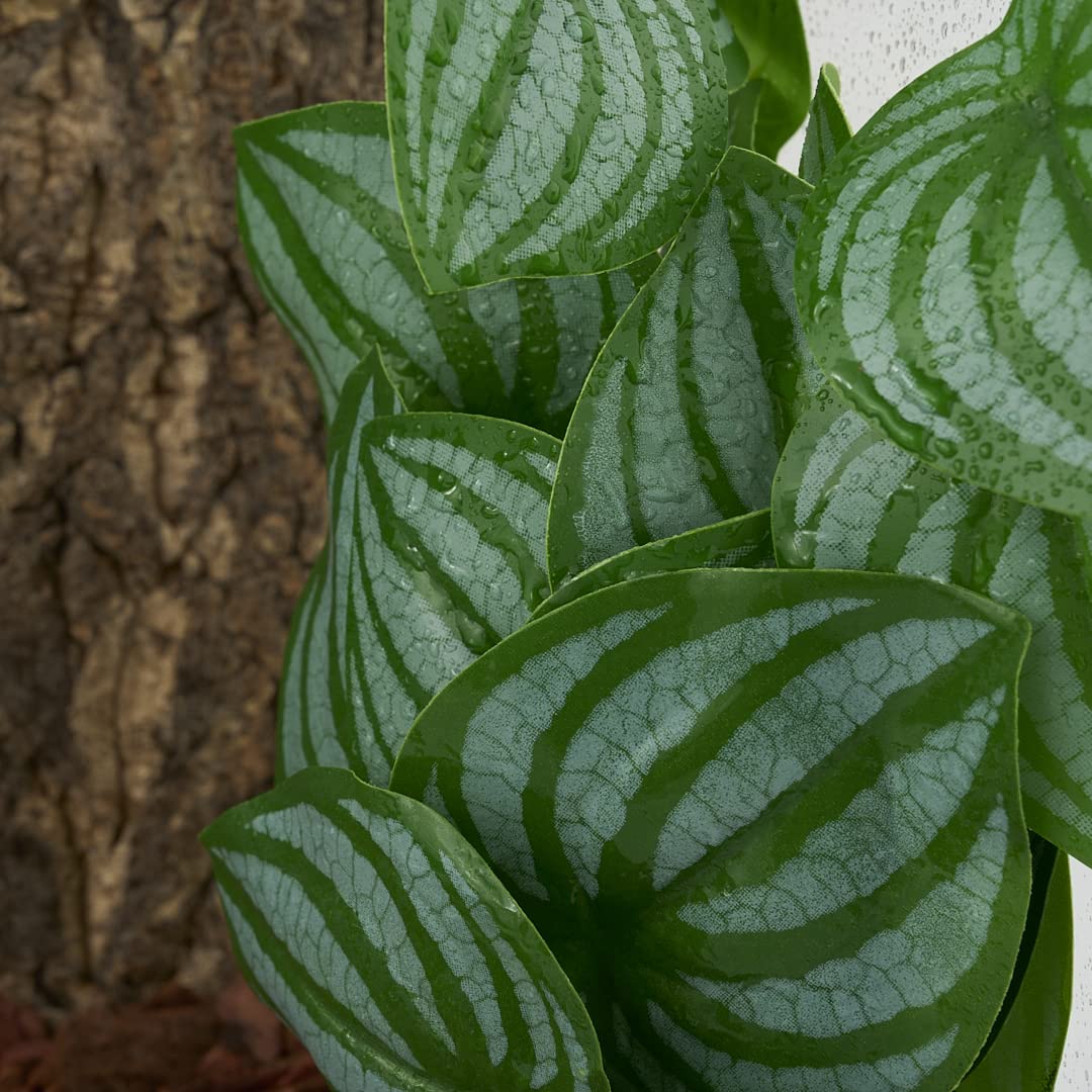 Decoración de terrario WOLEDOE para un ambiente más natural.