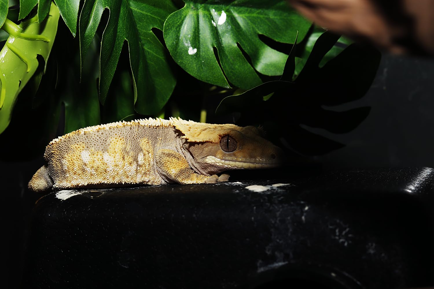 WOLEDOE Plantas artificiales para reptiles varios, combinan belleza y facilidad de cuidado