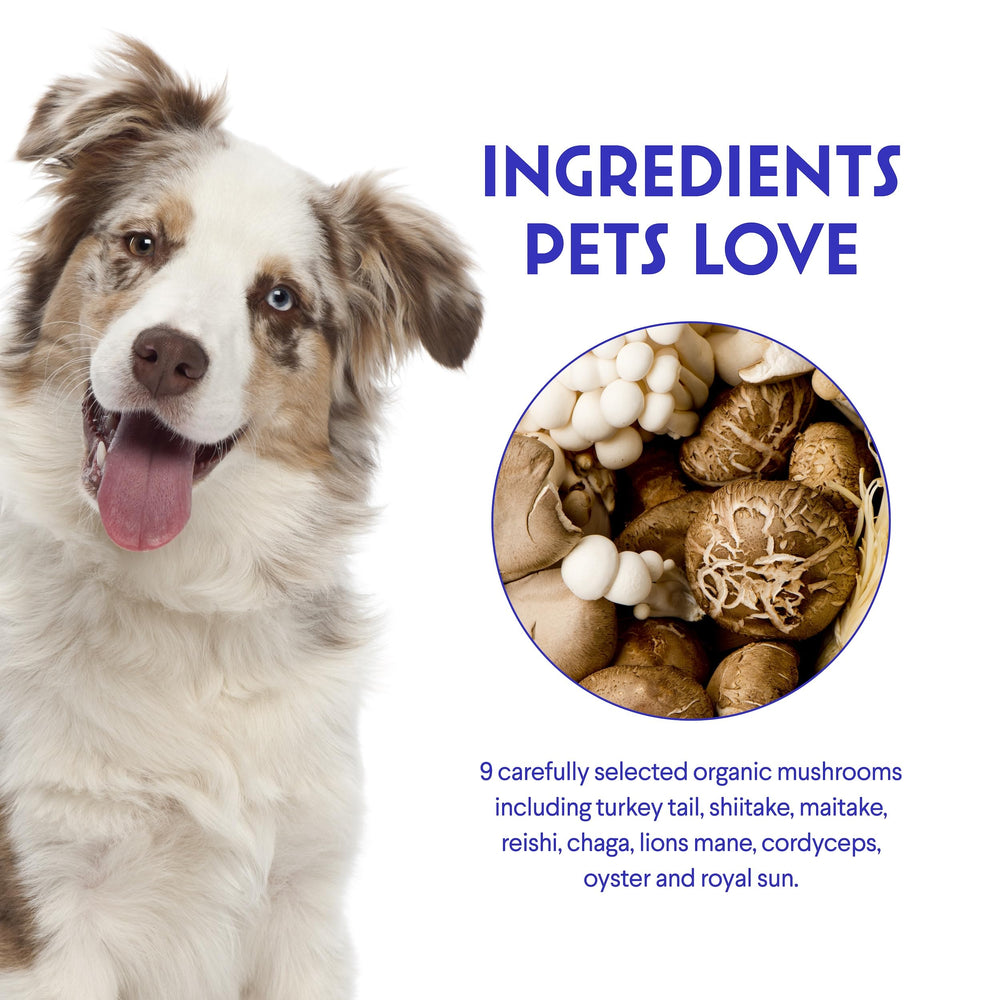 Wonder Paws hongo melena-de-león para perros, mejora cognitiva