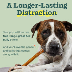 Golosinas WOOF bully sticks, limpieza suave durante la masticación para perros.