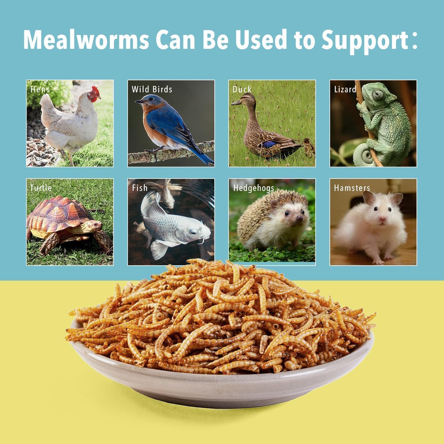 Snack natural de gusanos WormsFarm para aves y pollos.