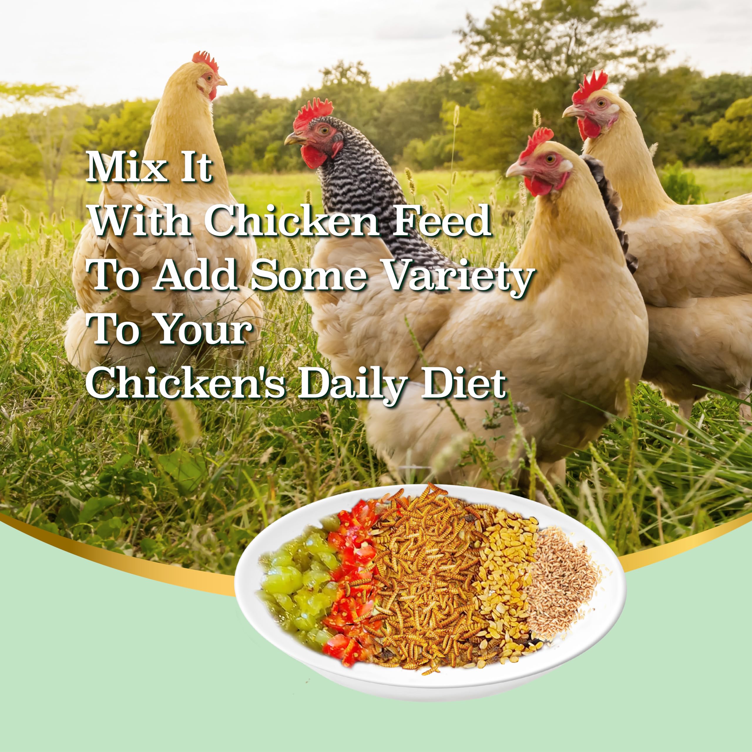 WORMSKING: alimento proteico alto para aves, ideal como suplemento