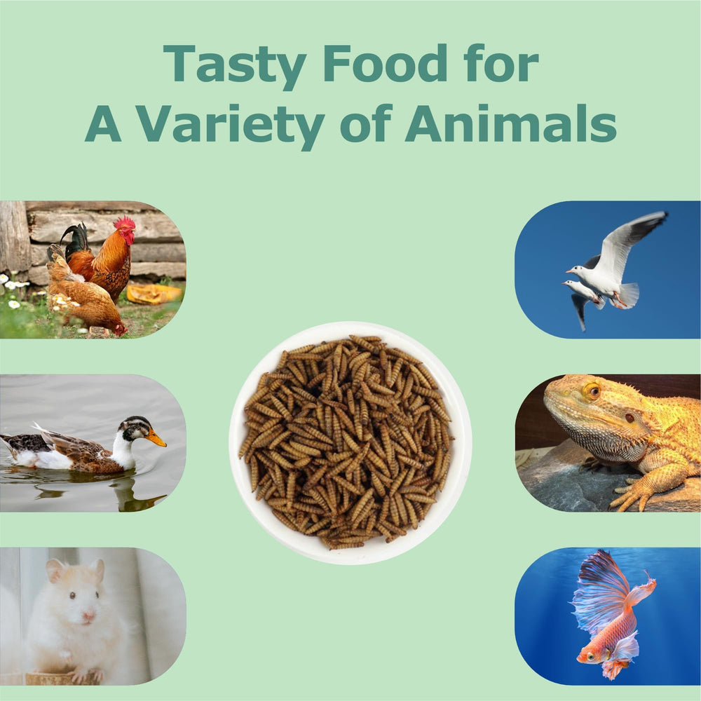WORMSKING alimento proteico para aves, posible mejora de salud general.