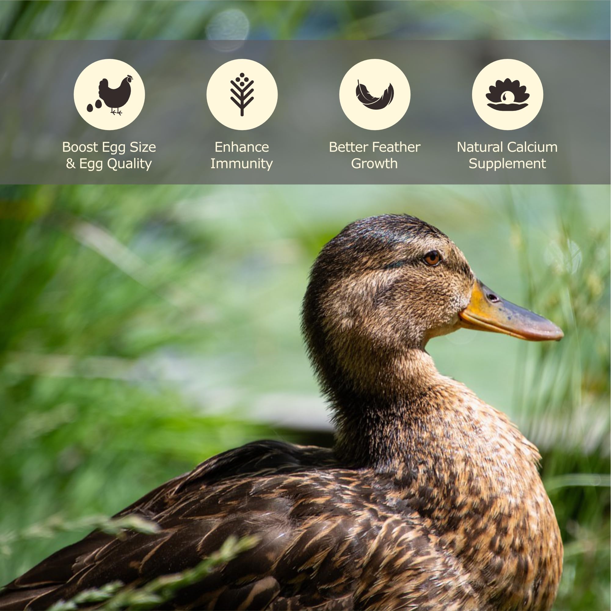 WORMSKING larvas secas en plato, snack nutritivo para aves