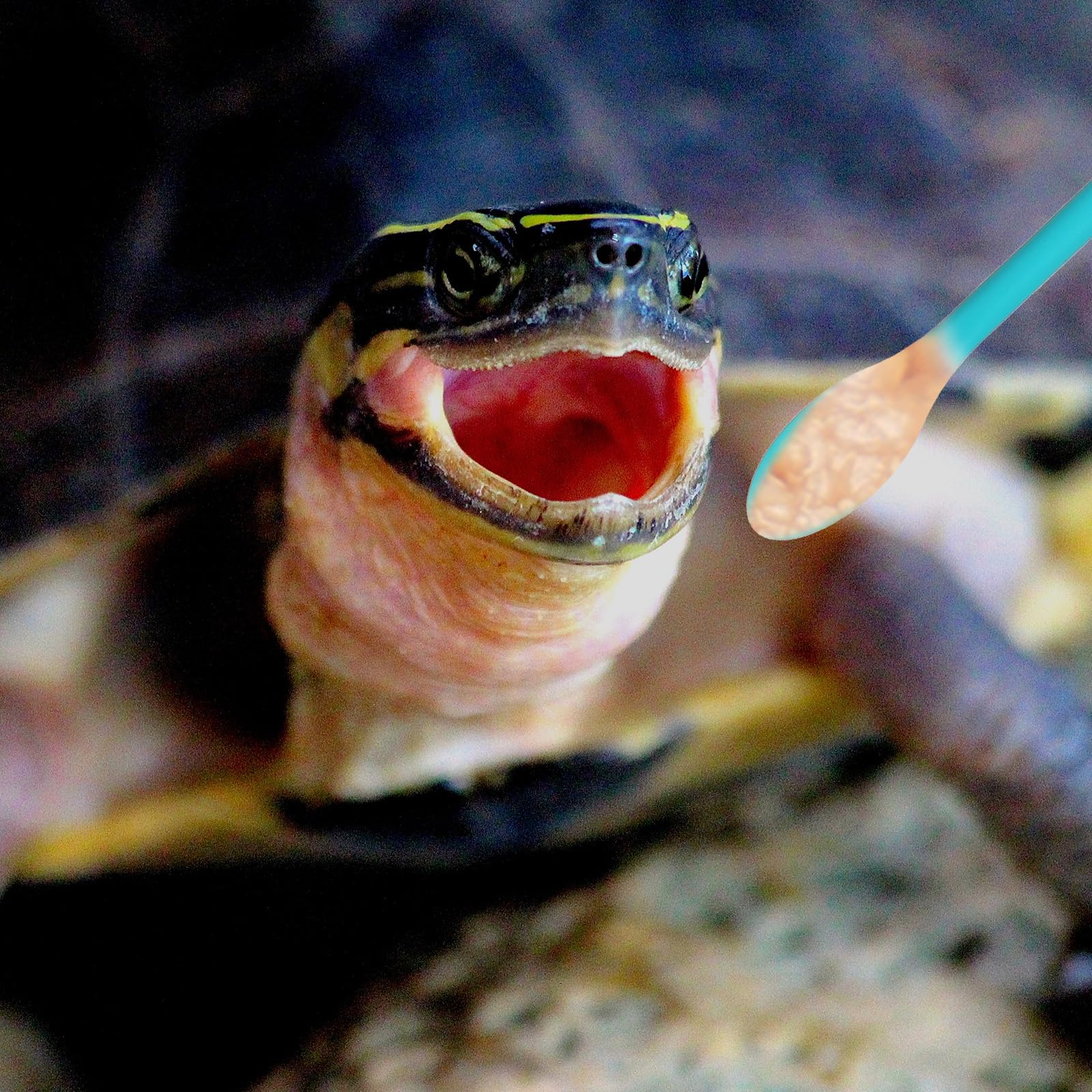 Interacción durante la comida con Xelsluthe, refuerza vínculo con la mascota.