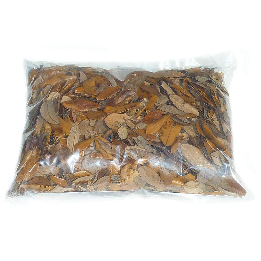 XYZReptiles leaf litter substrate textures enhancing microfauna activity.