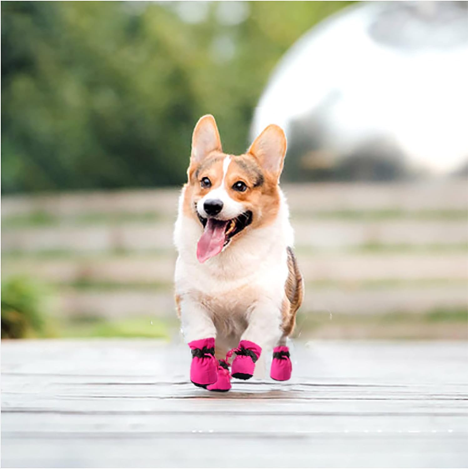 YAODHAOD botas lavables para perros pequeños rosa uso interior diario.