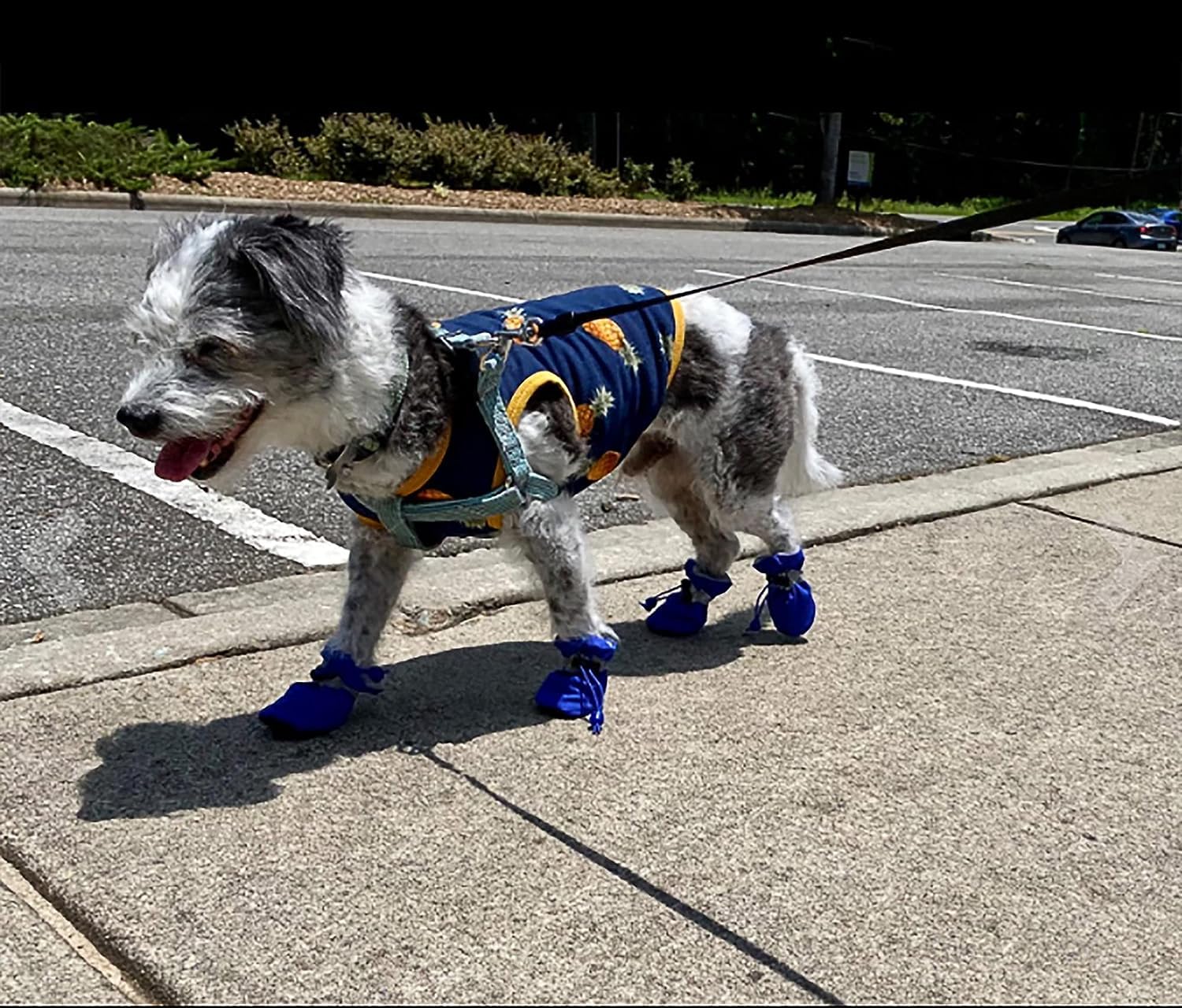 Zapatillas YAODHAOD para perro, suela-antideslizante para interiores.