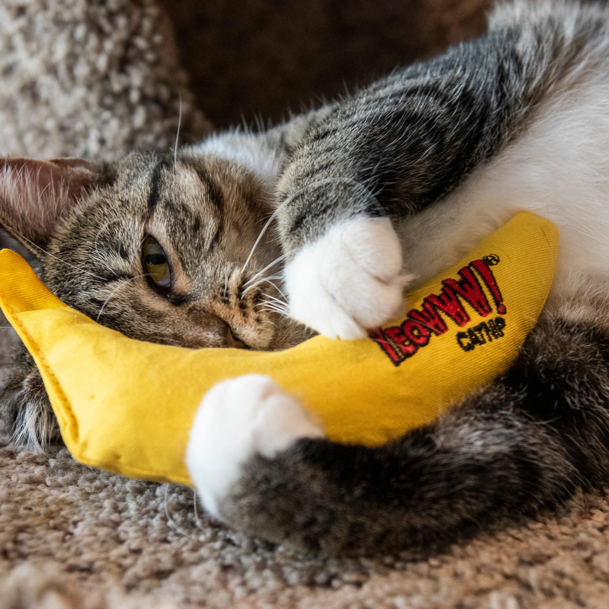 Yeowww! Usos diarios para gatos, promueve curiosidad y ejercicio suave.