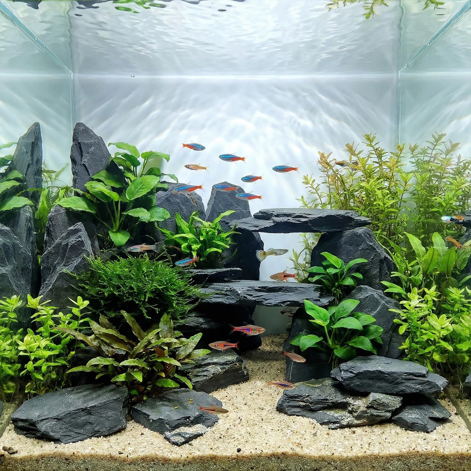 Rocas de pizarra natural YISZM, aptas para acuarios de agua dulce y salada.