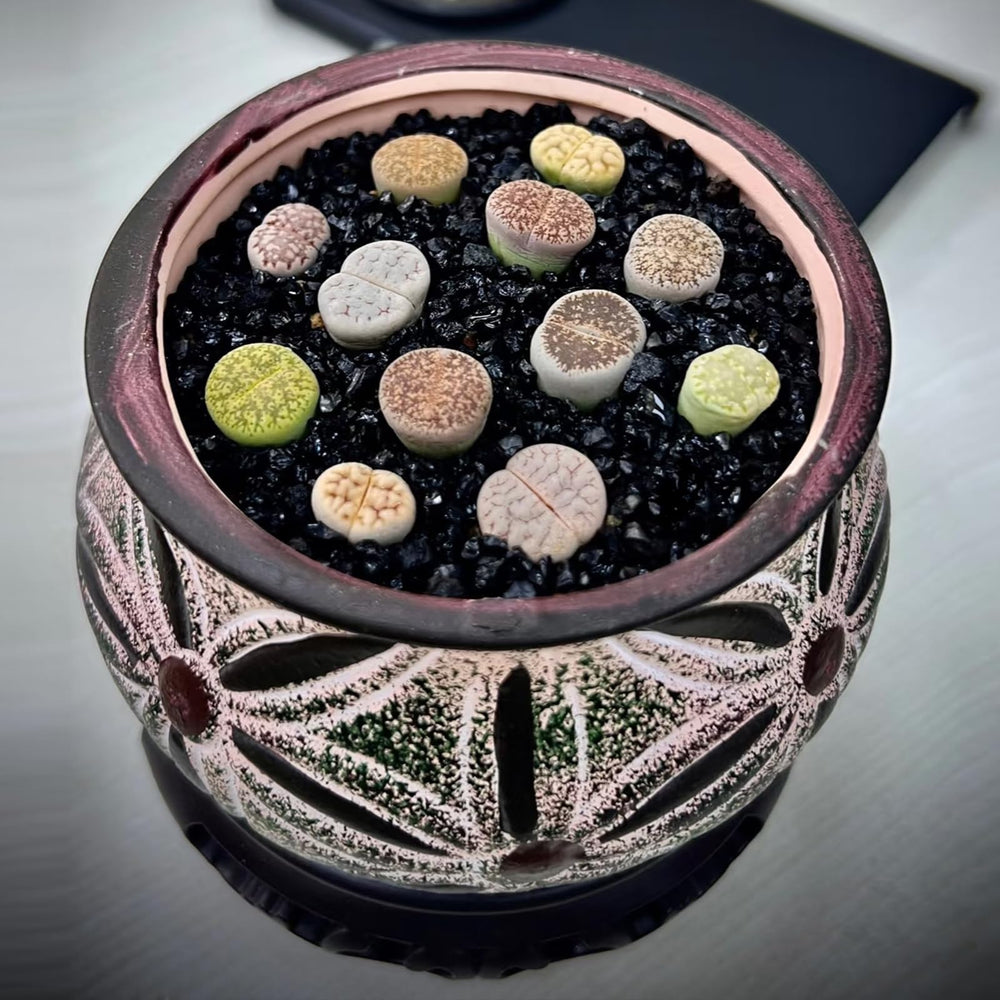 YISZM plantas acuáticas junto a arena negra para ecosistema visual atractivo