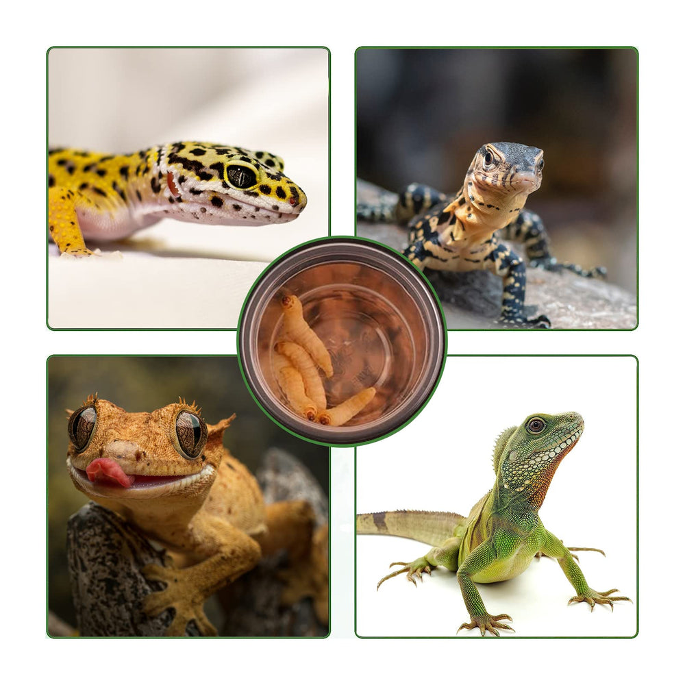 Dispensador de alimento YOJOR para gecko crestado, ayuda a medir porciones pequeñas.