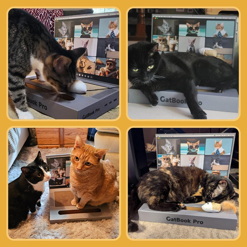 YOUXIFUN pack-completo-portatil-gato: escenario de juego en casa.