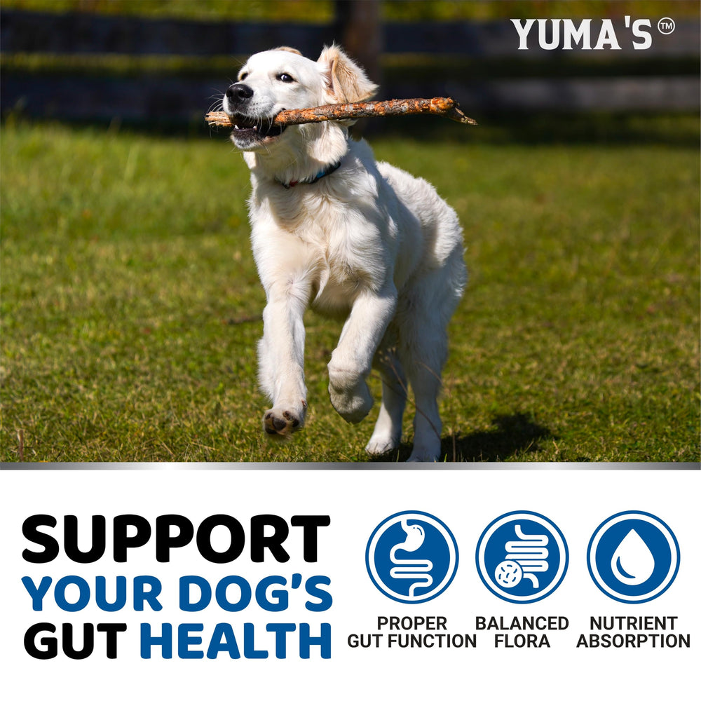 YUMA'S Probiotics para perros, perro disfrutando la gomita diaria.