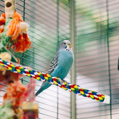 Yuntop percha espiral colorida para pájaros, estimula exploración en la jaula.