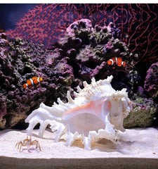 Concha natural YZHZOM grande para acuario, ideal como refugio decorativo para peces.