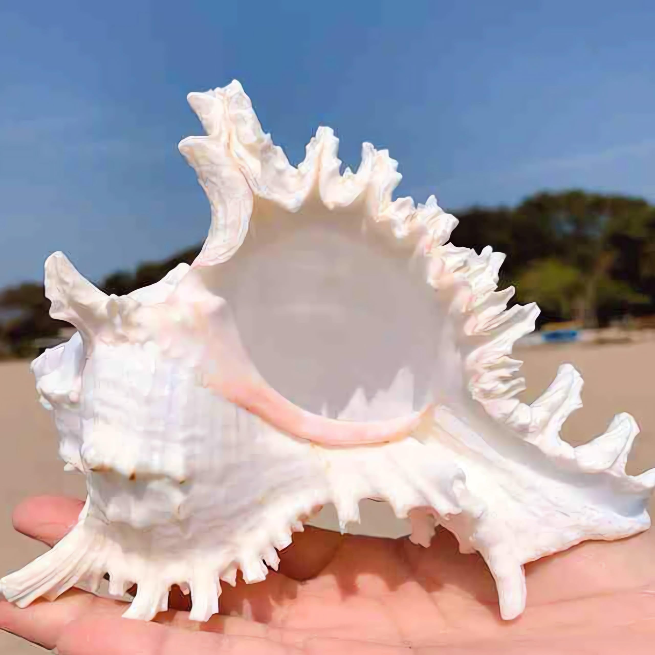 Concha natural YZHZOM como adorno navideno para interiores marinos.