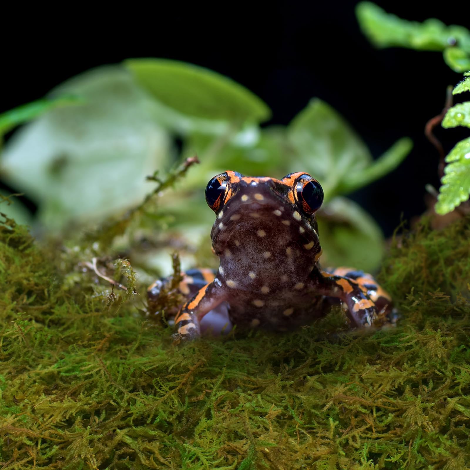 ZeeDix bloques de musgo sphagnum se expanden al humedecerse