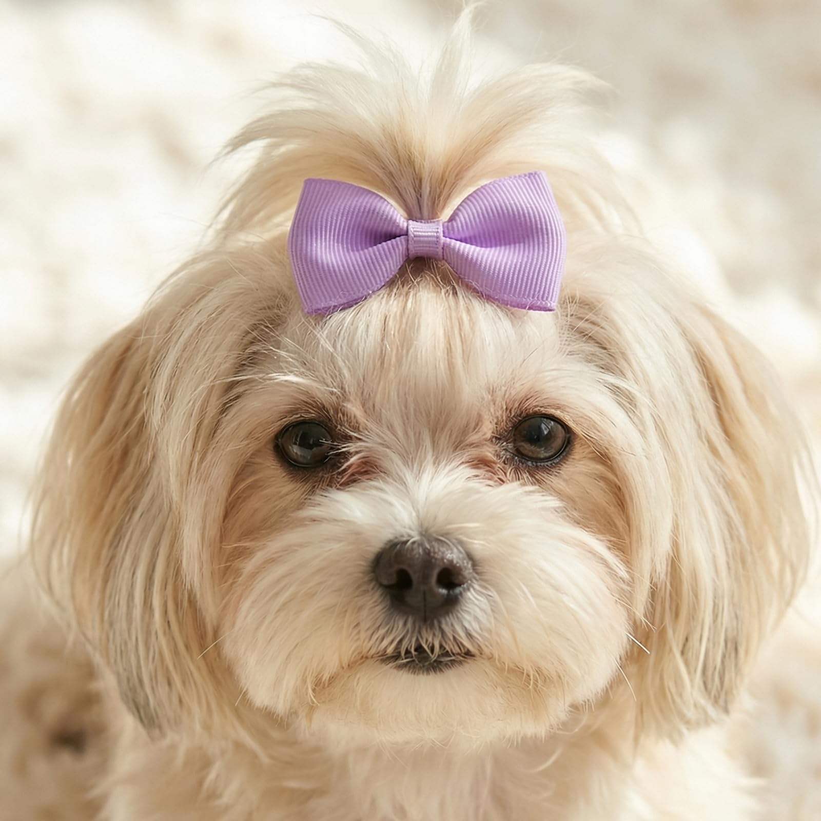Accesorios Zelphvt para pelo de perro, conjunto de lazos en colores.