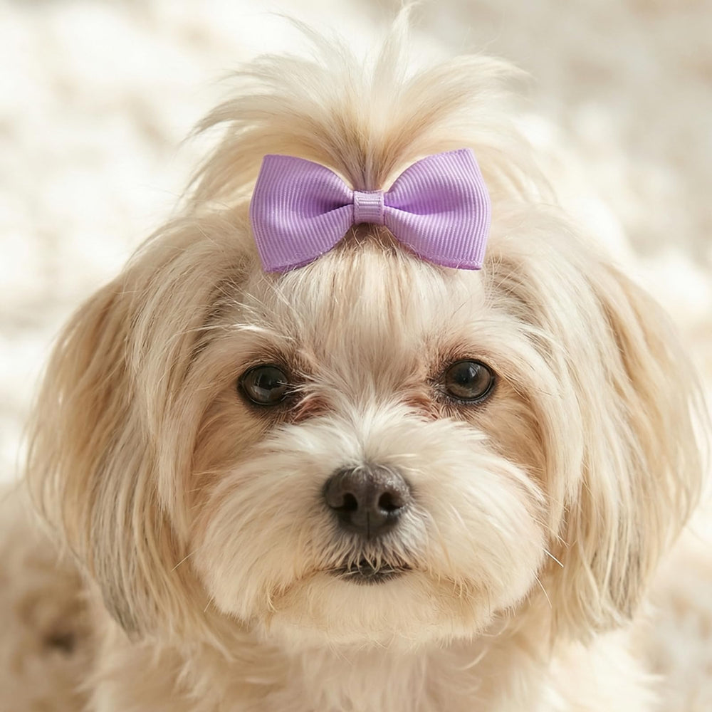 Accesorios Zelphvt para pelo de perro, conjunto de lazos en colores.