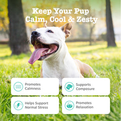 Zesty Paws Calming Chews empaque externo: opción práctica para llevar calmantes cuando viajas
