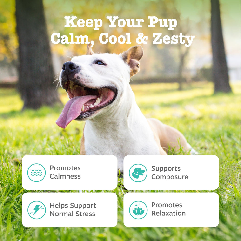 Zesty Paws Calming Chews perro relajado en sala para mayor confort