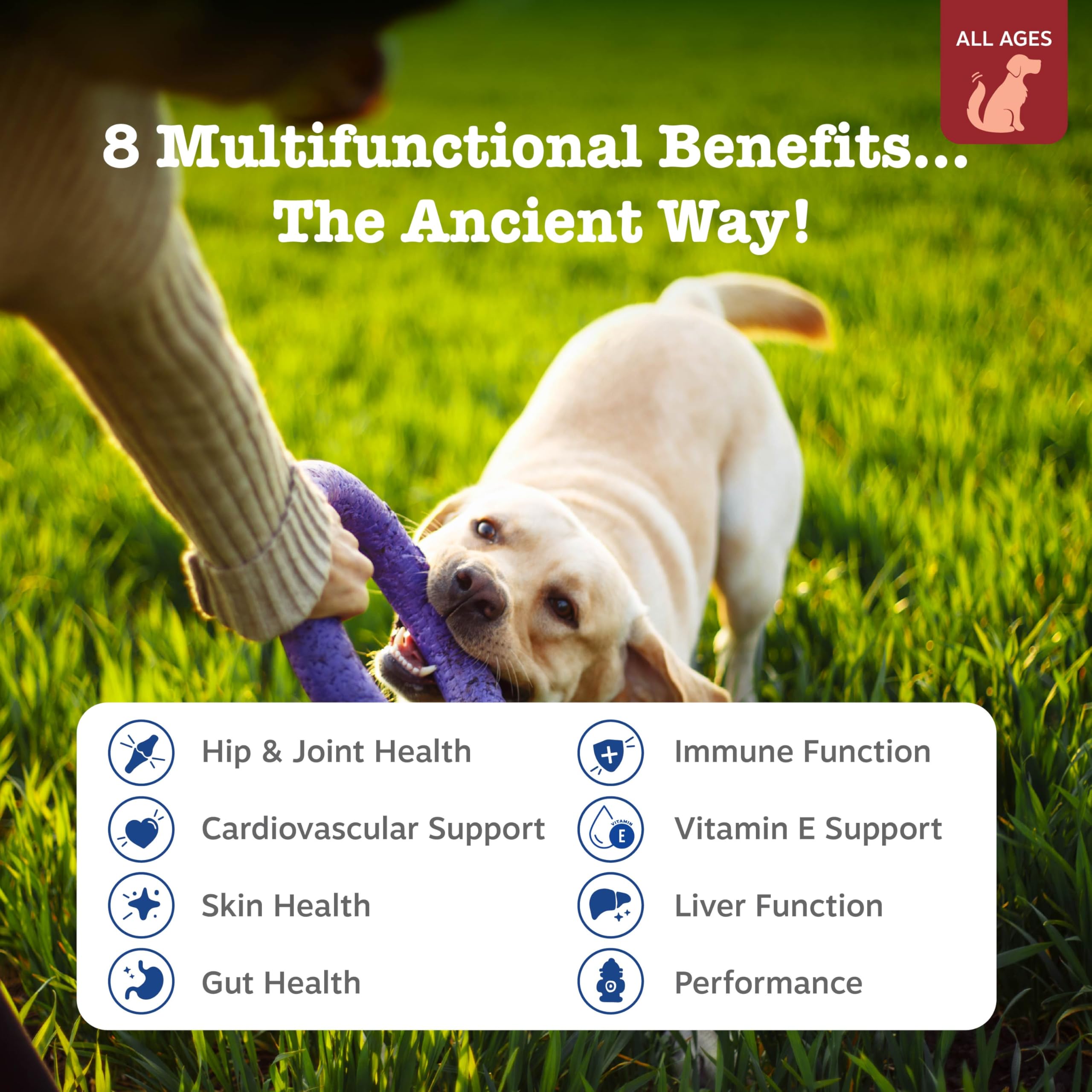 Zesty Paws Dog Multivitamin: masticables en primer plano, promueven suplementación diaria para perros.