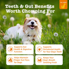 Zesty Paws OraStix: palitos para apoyo de la digestión canina.