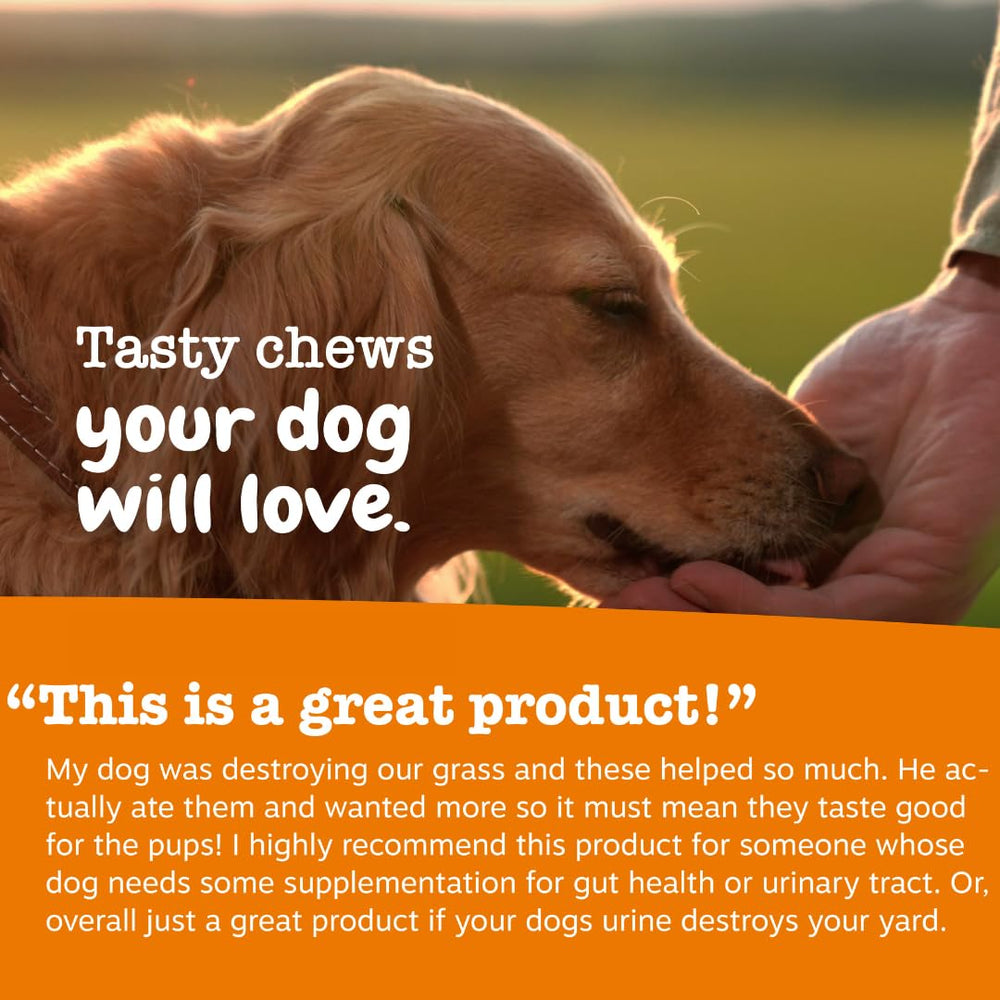 Zesty Paws Stay Green Bites, cuidado del césped en casa, alivio potencial de zonas dañadas.