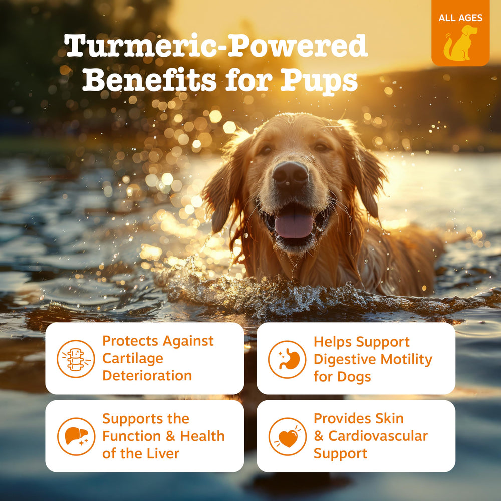 Bocaditos suaves de Zesty Paws Turmeric Curcumin para perros, ideal para movilidad.