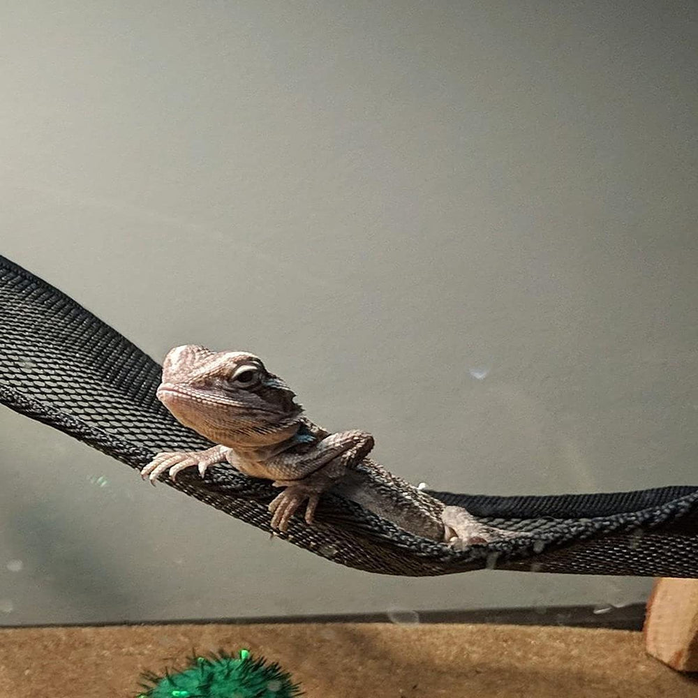Diseño triangular Zhuohai optimiza espacio vertical para reptiles.