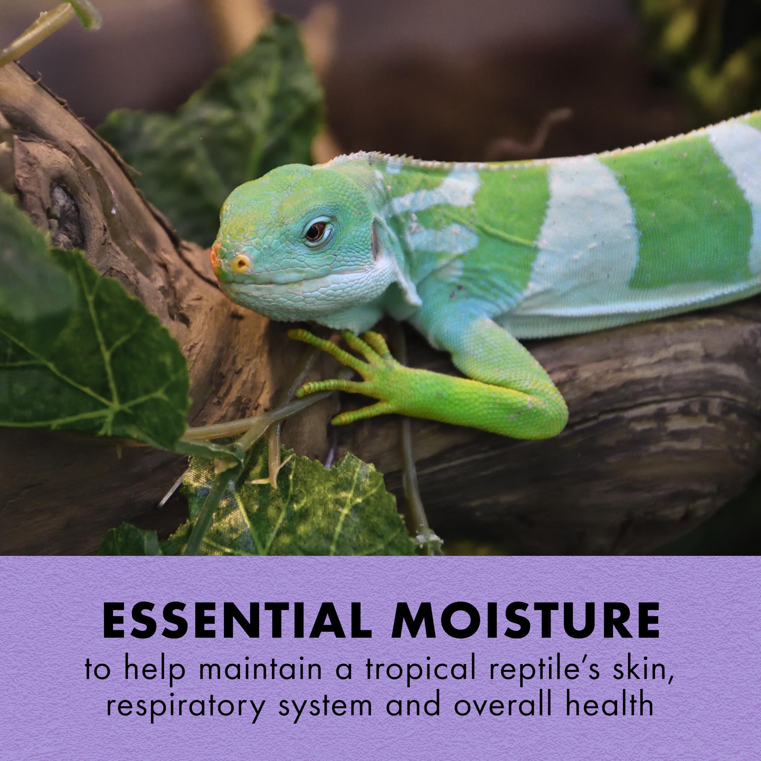 Zilla Tropical Mist aumenta la humedad del terrario para reptiles tropicales